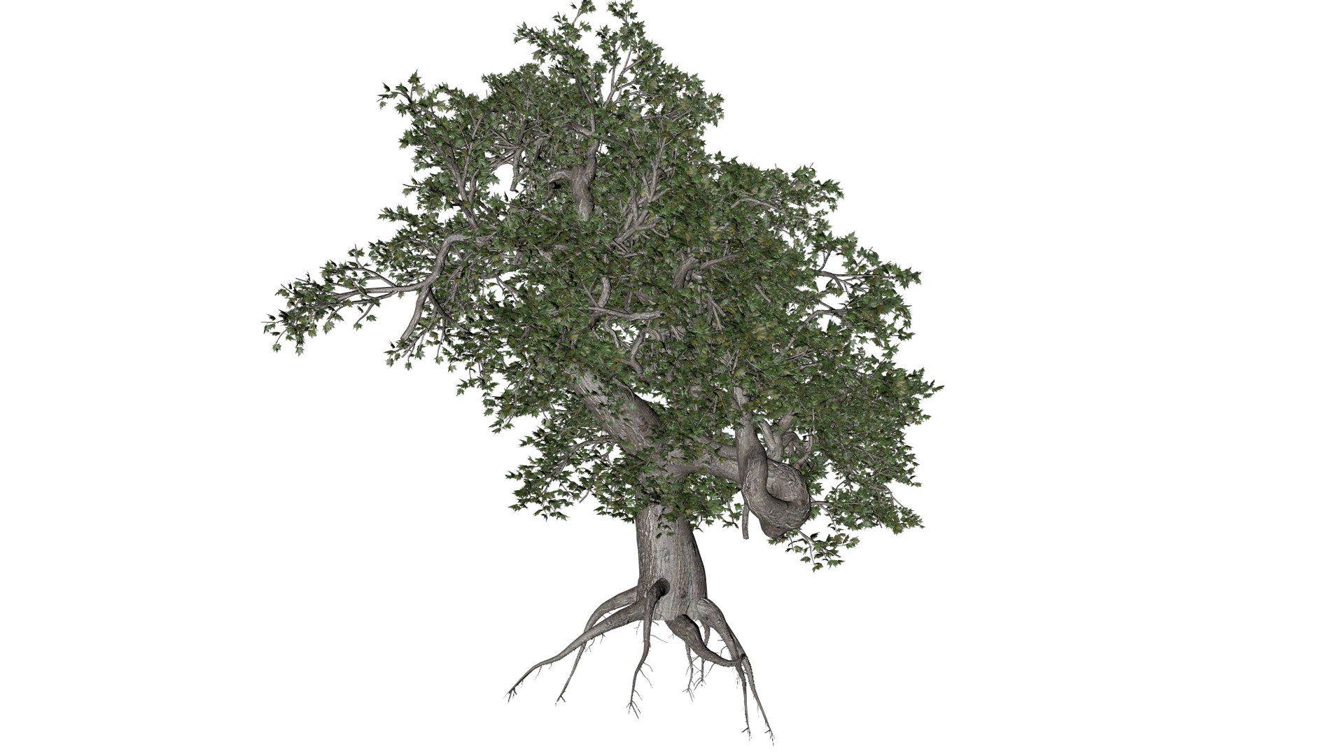 3D Japanese Maple Tree - 02 - Model - TurboSquid 2376681