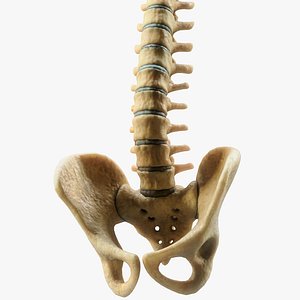 spine anatomy model