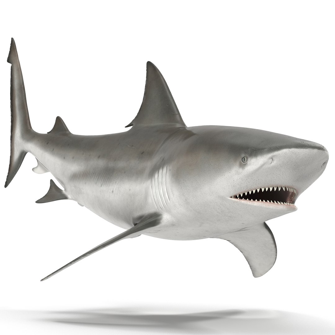 Bull Shark Rigged 3D model preview