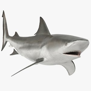 Bull Shark Rigged