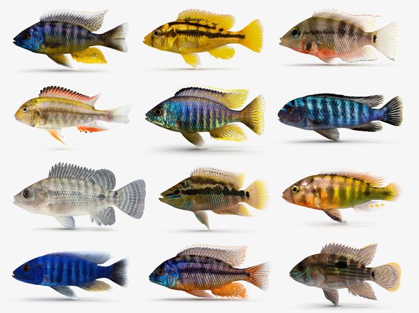 Firemouth cichlid 3D model - TurboSquid 1330289