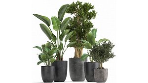 Houseplants in a flowerpot for the interior 965