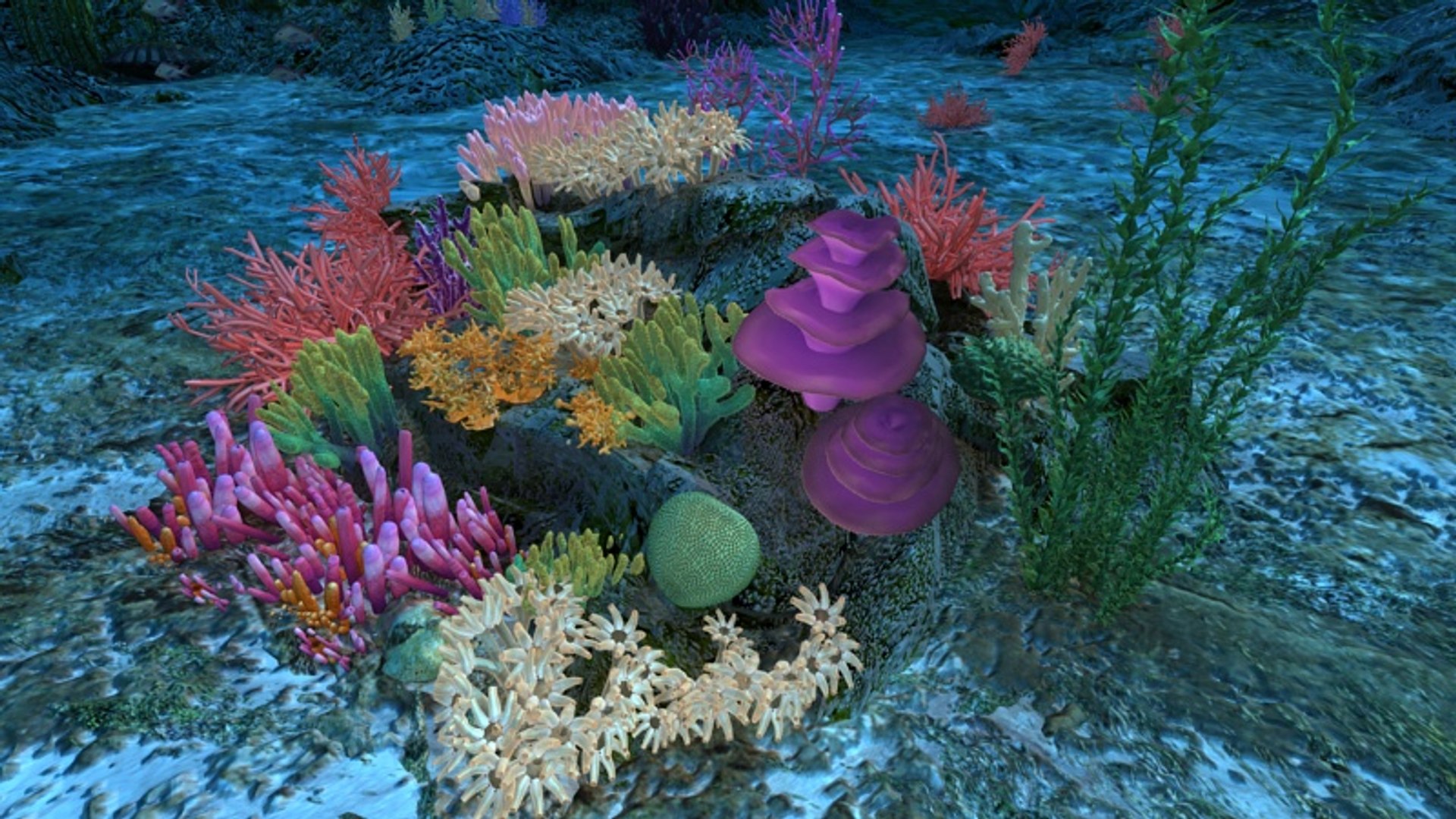 Ocean Floor Coral Reefs 3d Max
