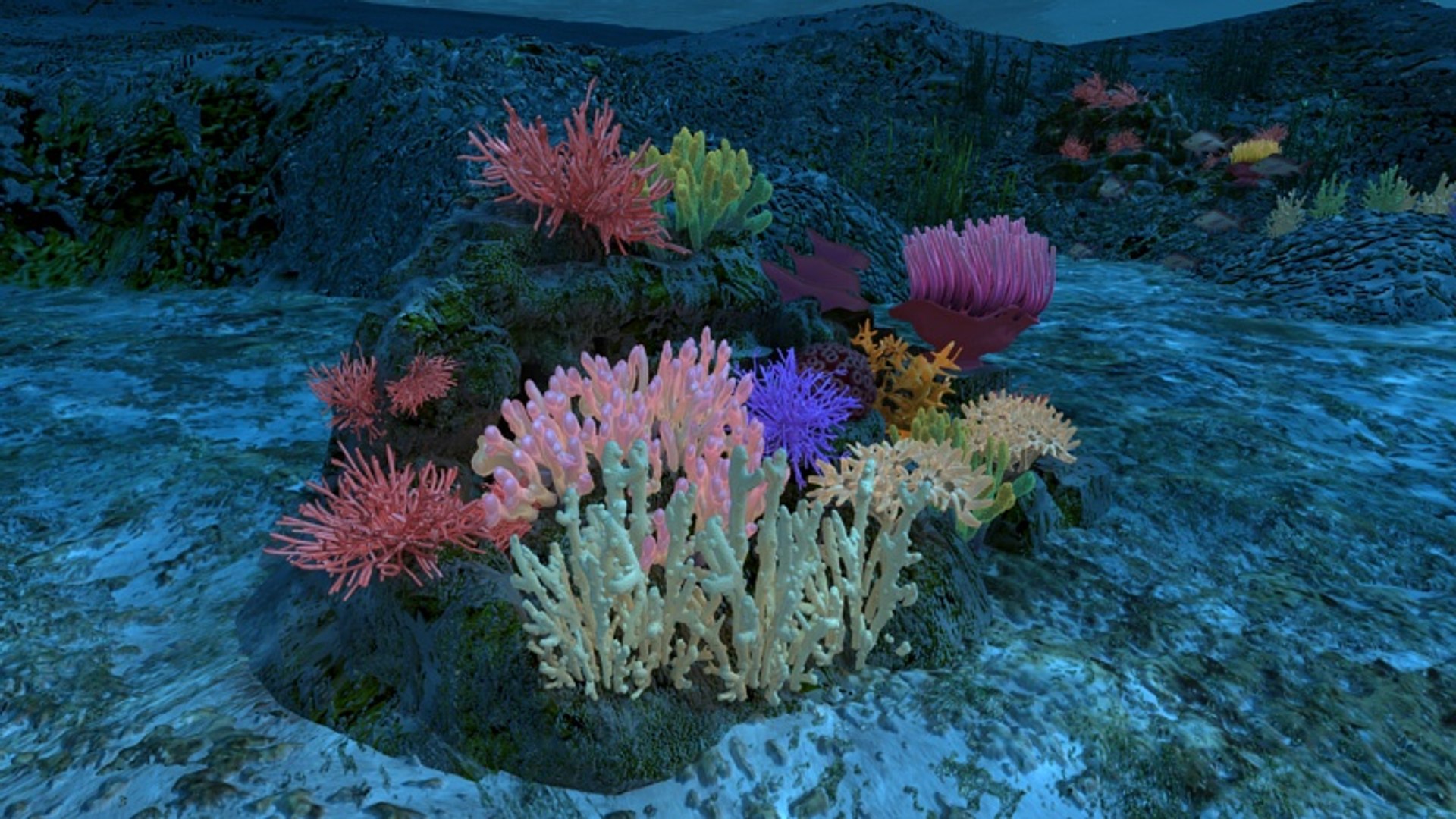 Ocean Floor Coral Reefs 3d Max