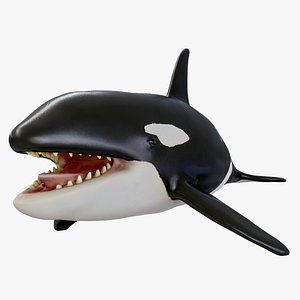 Killer Whale Orca