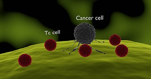 cancer cell attacked by Tc cells