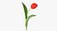 3d tulip leaf model