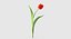 Tulipa 6