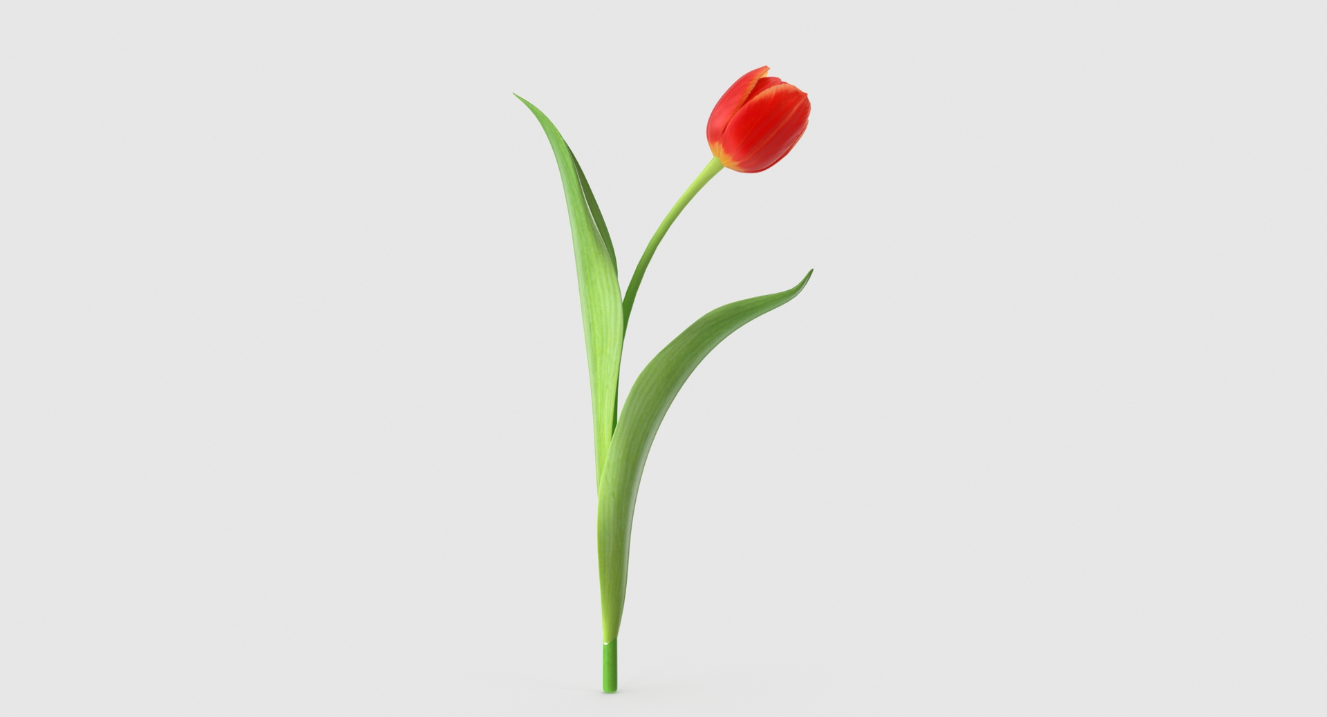 3d tulip leaf model https://p.turbosquid.com/ts-thumb/6q/hGvlwJ/4p2CDhJR/tulip6/jpg/1491496705/1920x1080/turn_fit_q99/9b7c5202c52c847fcd4f876541255634b8034239/tulip6-1.jpg