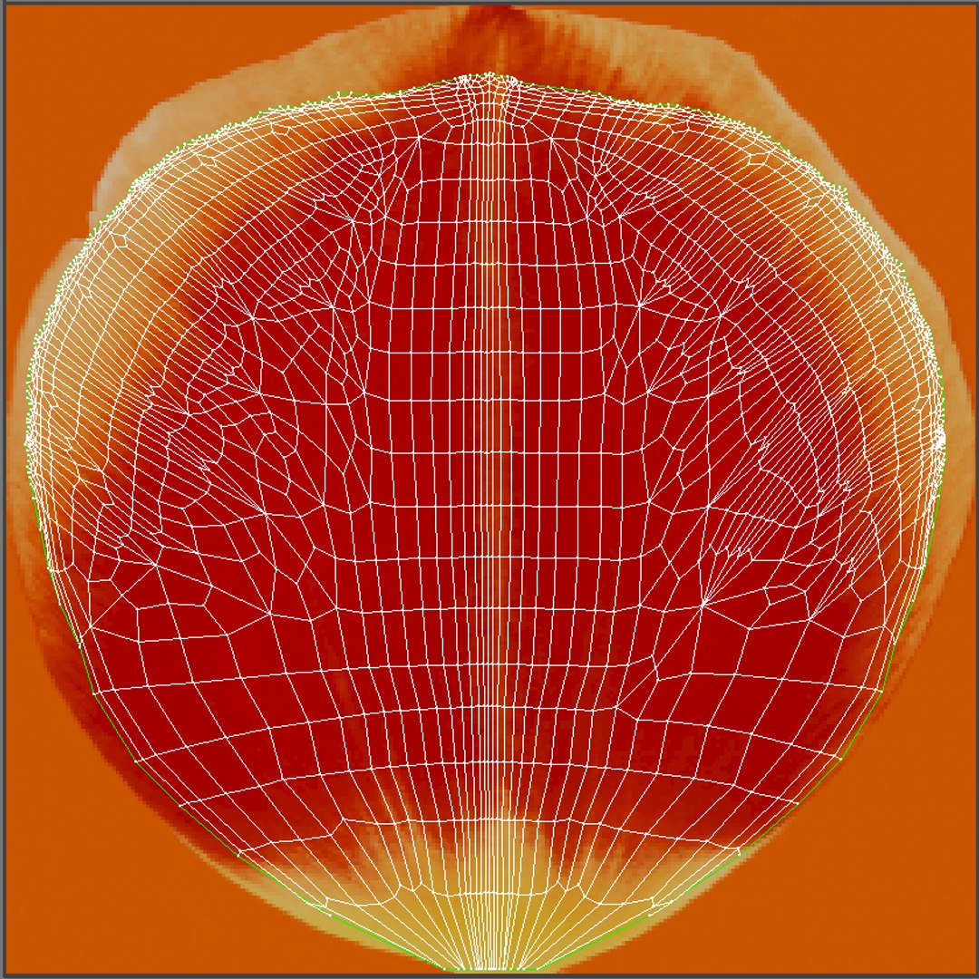 3d tulip leaf model https://p.turbosquid.com/ts-thumb/6q/hGvlwJ/73DCuWXK/tulip6_uv/jpg/1491499854/1920x1080/fit_q87/45cb6c82e581af144b79c559fc885079c8e3ecf4/tulip6_uv.jpg
