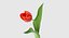 3d tulip leaf model