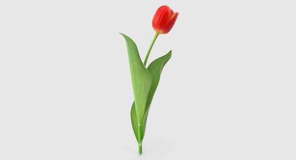 3d tulip leaf model