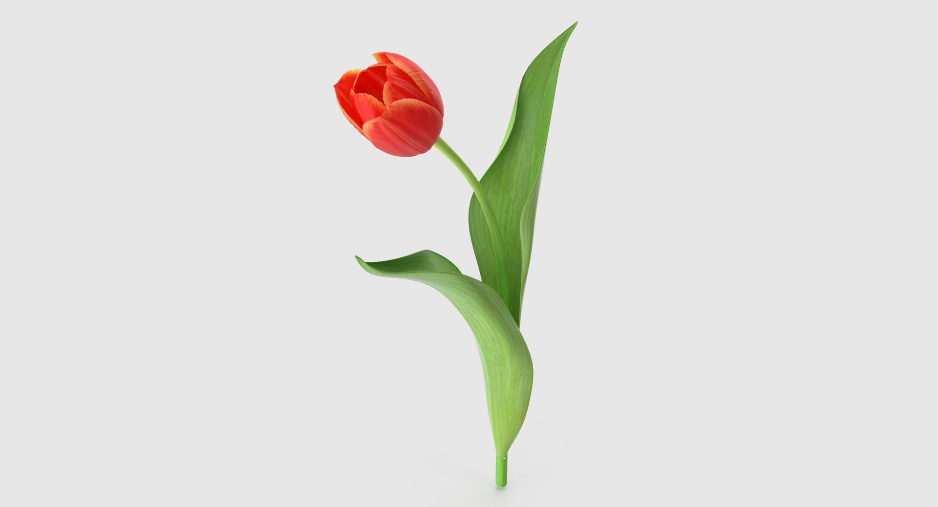 3d tulip leaf model https://p.turbosquid.com/ts-thumb/6q/hGvlwJ/ZUgEHPCc/tulip6_2/jpg/1491497134/1920x1080/fit_q87/2fd97dd0f255cad5c60c654454173788e10c0985/tulip6_2.jpg