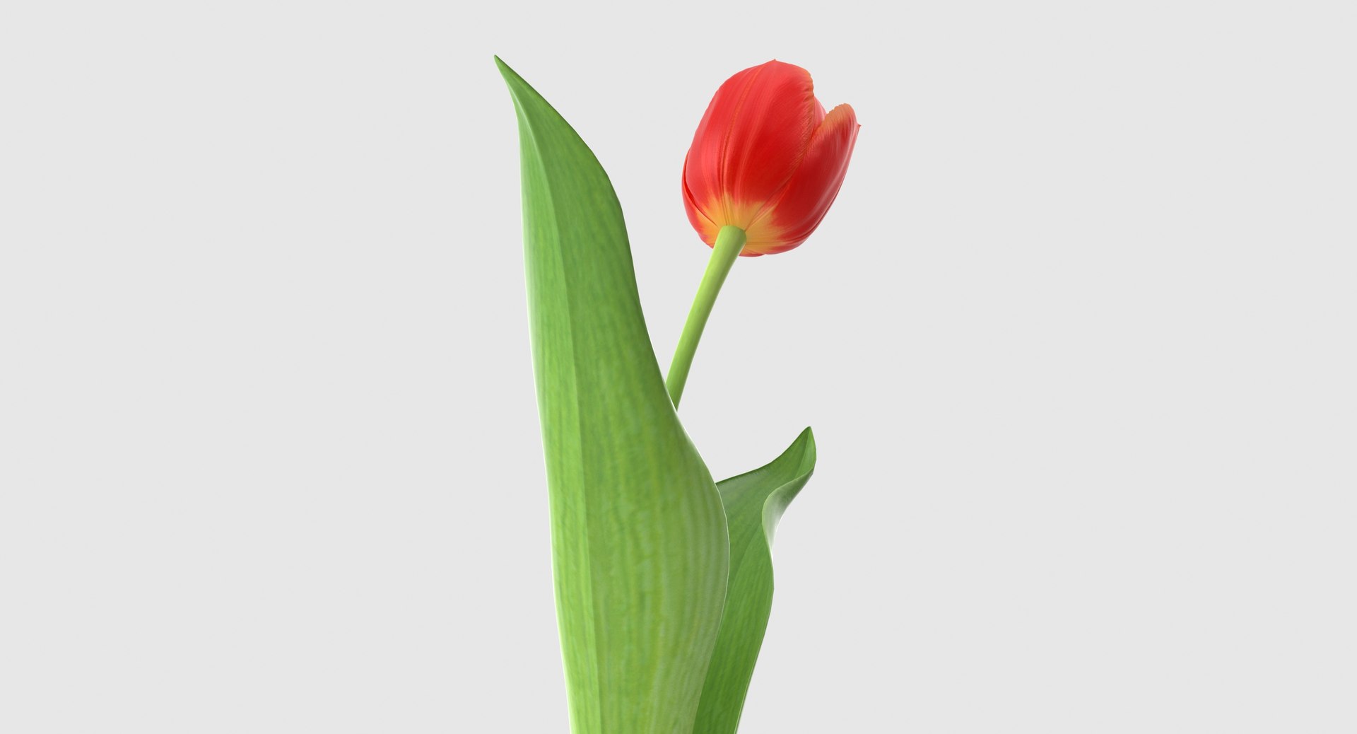 3d tulip leaf model https://p.turbosquid.com/ts-thumb/6q/hGvlwJ/aGoggXUu/tulip6_6/jpg/1491497134/1920x1080/fit_q87/a335bf023db32fc88ead6e9af33b5a61cb000b40/tulip6_6.jpg