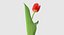 3d tulip leaf model