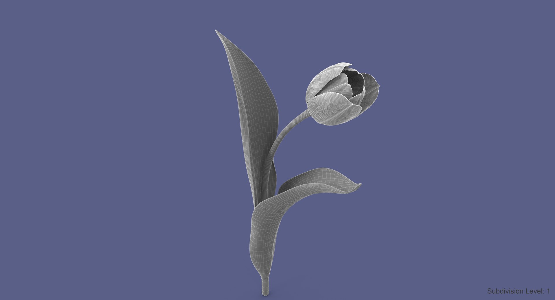 3d tulip leaf model https://p.turbosquid.com/ts-thumb/6q/hGvlwJ/kUk9hX3O/tulip6_w1/jpg/1491499523/1920x1080/fit_q87/dfc434e121a408c9dbcd6a26c494d58ff4bb53f3/tulip6_w1.jpg