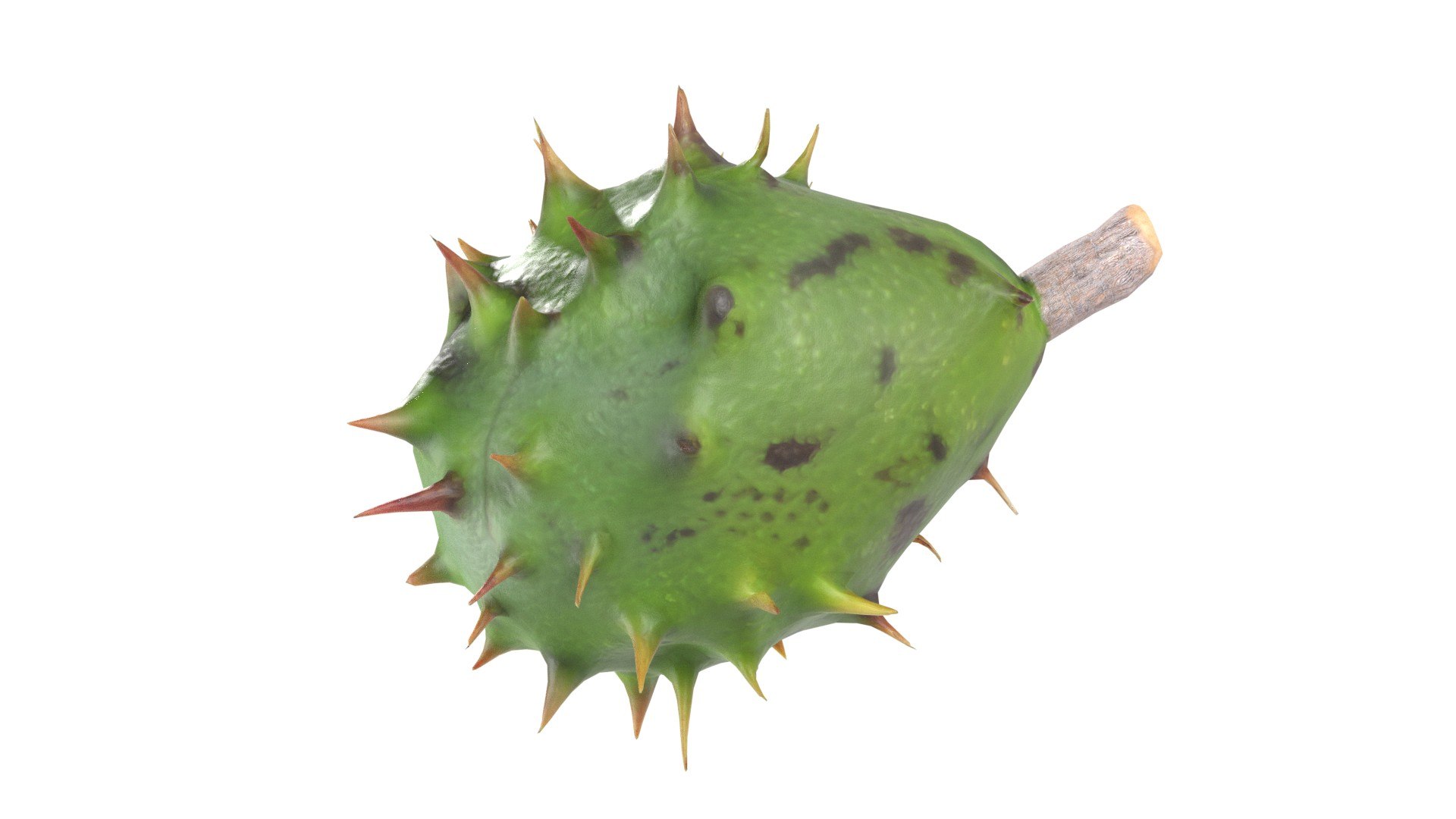 3D Chestnut green https://p.turbosquid.com/ts-thumb/6q/mV14R7/05/6/jpg/1747132149/1920x1080/fit_q87/a62245cb23a97eafcb0759d4448cedf4068283a7/6.jpg