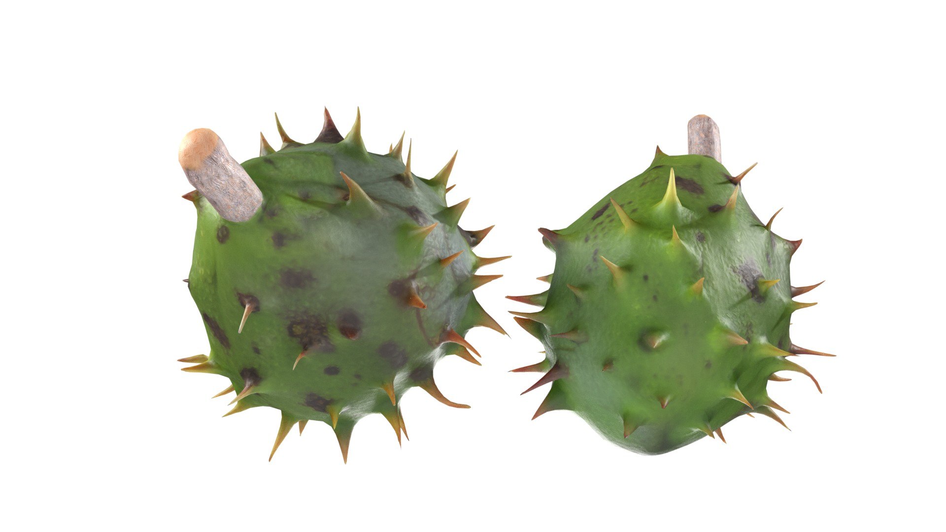 3D Chestnut green https://p.turbosquid.com/ts-thumb/6q/mV14R7/Zh/2/jpg/1747132147/1920x1080/fit_q87/b0fd8274f7f2689bdc9f4e4e51686863c0456d31/2.jpg