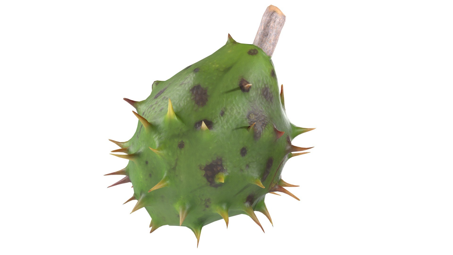 3D Chestnut green https://p.turbosquid.com/ts-thumb/6q/mV14R7/cB/5/jpg/1747132149/1920x1080/fit_q87/35e2eeffd6a89d253c52280778474229d70cea96/5.jpg