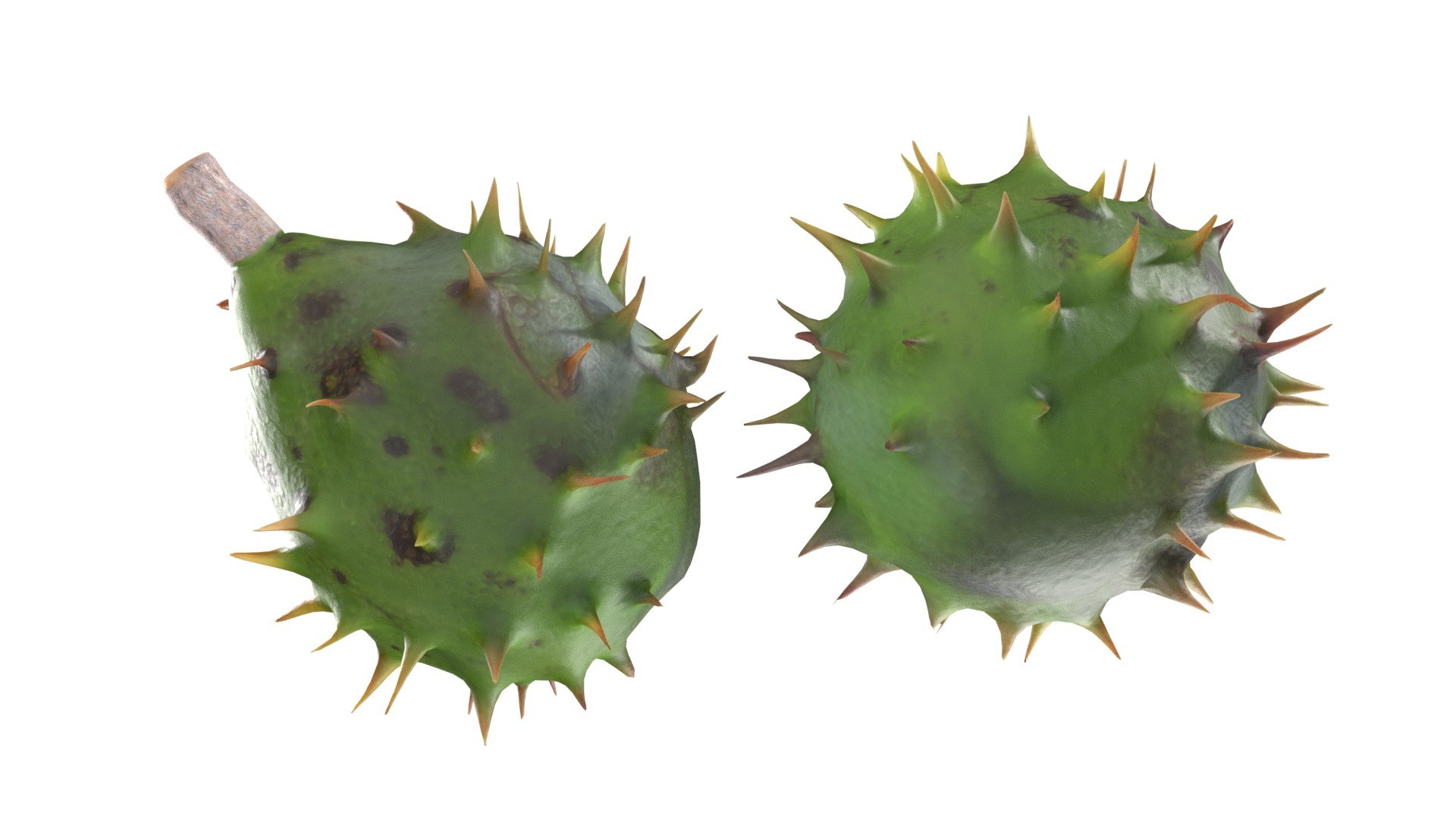 3D Chestnut green https://p.turbosquid.com/ts-thumb/6q/mV14R7/sb/4/jpg/1747132149/1920x1080/fit_q87/dcb4cba674730866ad7983b00ec2e76edc020c96/4.jpg