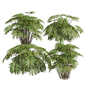 New Plant High detail Dipteris Conjugata Small model