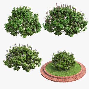 3D Plectranthus scutellarioides Plant bushes