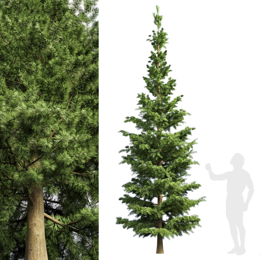 Spruce 3D Model - TurboSquid 2459243