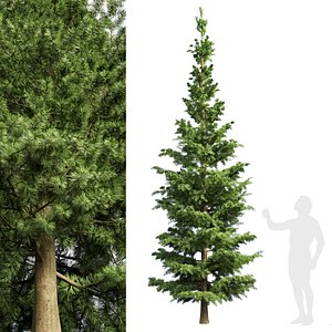 Spruce 3D model