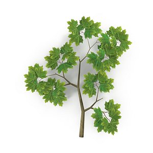 Maple Branch V1 3D model