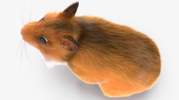 modelo 3d Hámster dorado de pelo corto - TurboSquid 2048530