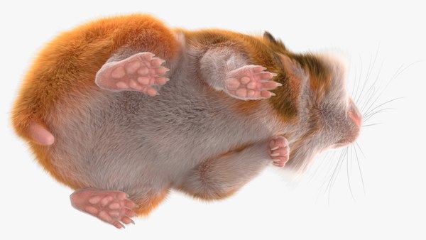modelo 3d Hámster dorado de pelo corto - TurboSquid 2048530