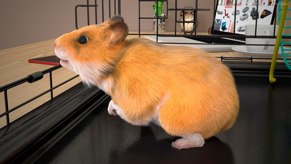 modelo 3d Hámster dorado de pelo corto - TurboSquid 2048530