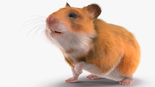 modelo 3d Hámster dorado de pelo corto - TurboSquid 2048530