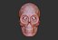 Skull chicano 3D print model