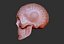 Skull chicano 3D print model