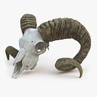 Bighorn Ram Skull with Twisted Horns