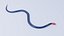 Blue Coral Snake - Static Poses