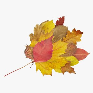 autumn leaves bouquet 3D model