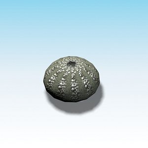 sea urchin ready games 3d model