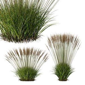 HQ Plants Molinia Caerulea Heidebraut Kleines Pfeifengras Version05 3D model