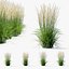 Calamagrostis acutiflora 卡尔·福斯特草