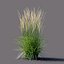 Calamagrostis acutiflora 卡尔·福斯特草