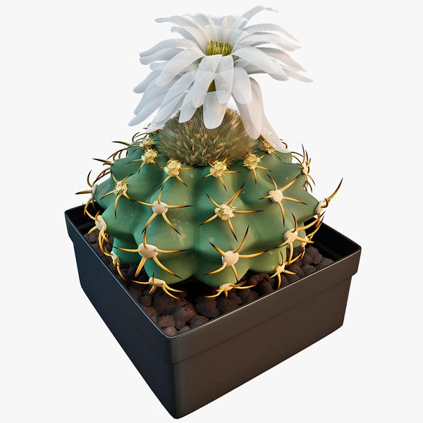 3d model cylindropuntia spinosior cactus plant