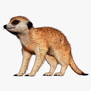 Realistic Meerkat Game Ready Character 3D model