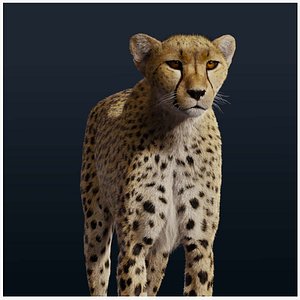 realistic cheetah fur animation 3D