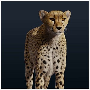 Cheetah Animated
