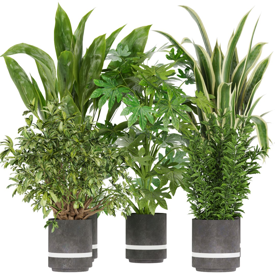 3D model Collection plant vol 263 - indoor - leaf https://p.turbosquid.com/ts-thumb/6s/YT3MOx/DD/1/jpg/1651578324/1920x1080/fit_q87/24124ea1a67646346c312020e5187d390d309912/1.jpg