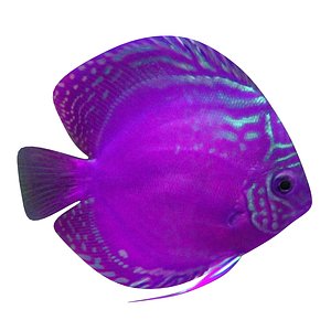 3D alenquer purple