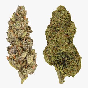 Marijuana Bud Collection 3D