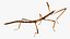Stick Insect Brown Rigged